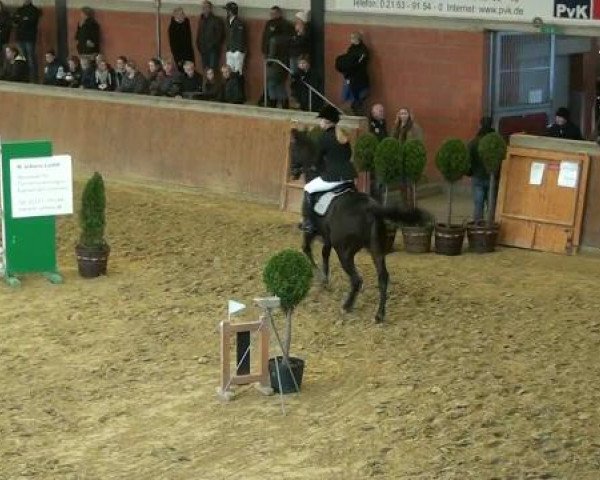 Springpferd Liberty de Luxe 3 (KWPN (Niederländisches Warmblut), 2004, von Conteur)
