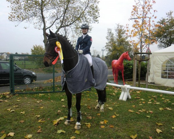 jumper Untouchable B (Hanoverian, 2008, from Uccello)