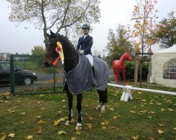 jumper Untouchable B (Hanoverian, 2008, from Uccello)