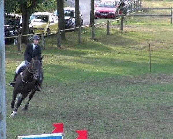 jumper Chalsi (Westphalian, 2007, from Continus Grannus)