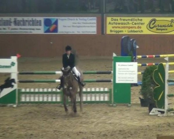 Springpferd Casanova Classico (Oldenburger Springpferd, 2004, von Converter I)