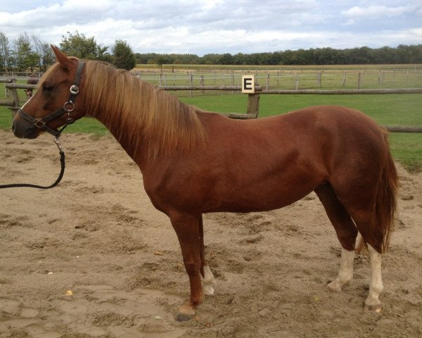 Zuchtstute Top Quality Girl (Deutsches Reitpony, 2008, von Top Gun I)