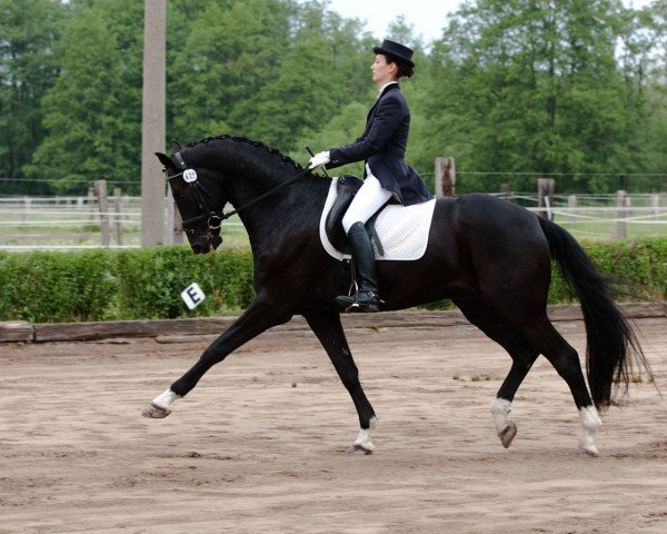 Dressurpferd Fürst Andiamo (Oldenburger, 2005, von Fürst Heinrich)