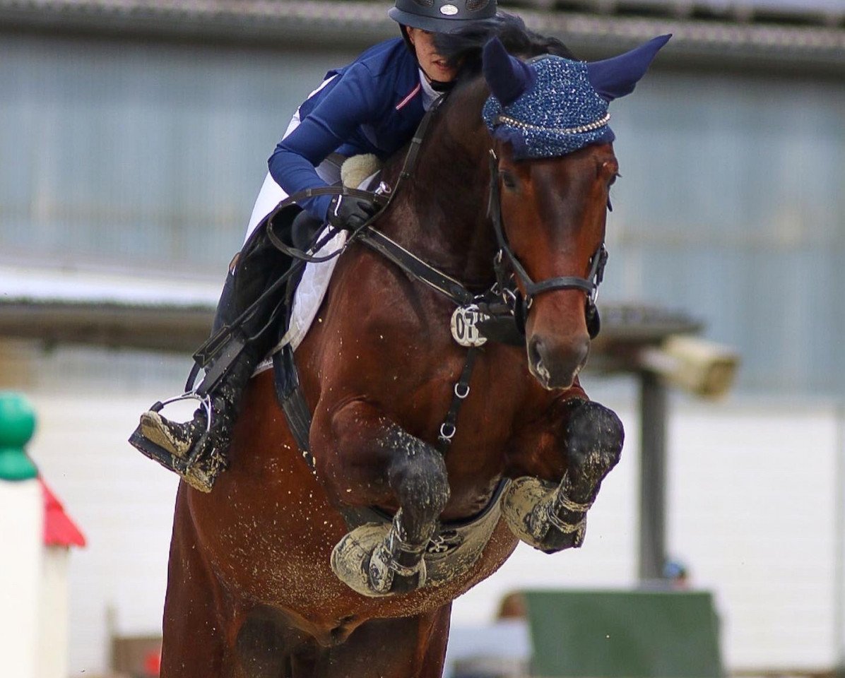 Jumper Call me Charly 6 (German Sport Horse, 2017, from Courage 135)