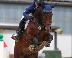 jumper Call me Charly 6 (German Sport Horse, 2017, from Courage 135)