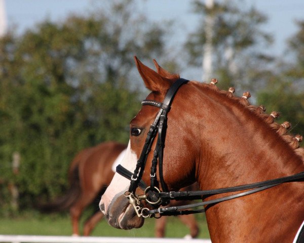 Dressurpferd Da Capo's Dancing Boy (Deutsches Reitpony, 2003, von Da Capo)