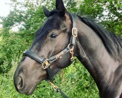 broodmare Federfein (Westphalian, 2018, from For Final)
