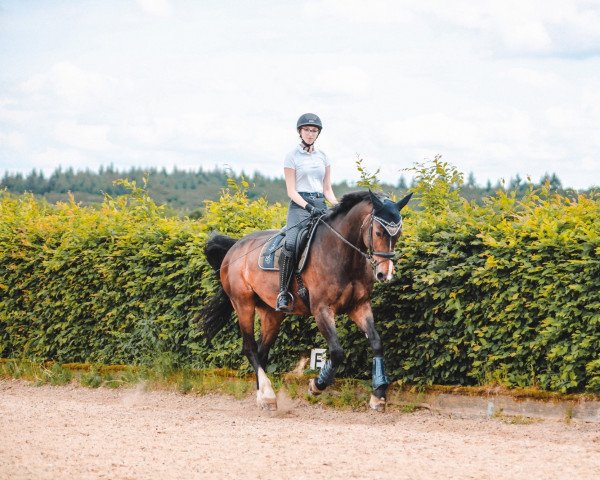 jumper Bl Dalessandro (Bavarian, 2007, from Birkhofs Denario)