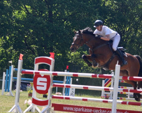 jumper Calle Doerk (Holsteiner, 2008, from Callado 2) jumper Calle Doerk (Holsteiner, 2008, from Callado 2)