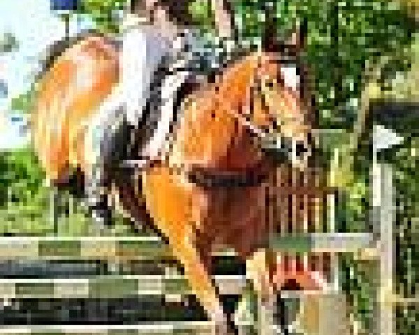 broodmare Petite Dame (Hanoverian, 2001, from Prince Thatch xx)