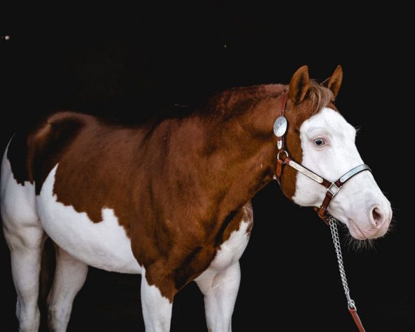 stallion Give me a Shot (Quarter Horse, 2005, from Colonels Smoking Gun)