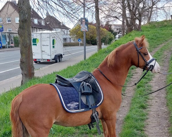 Dressurpferd Spring Dreams Regina (Welsh Pony (Sek.B), 2013, von Stougjeshoeve Eagle Eye)