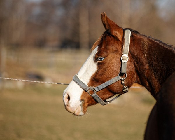 Zuchtstute Csg my Eyes R my Gun (Quarter Horse, 2016, von Colonels Shining Gun)