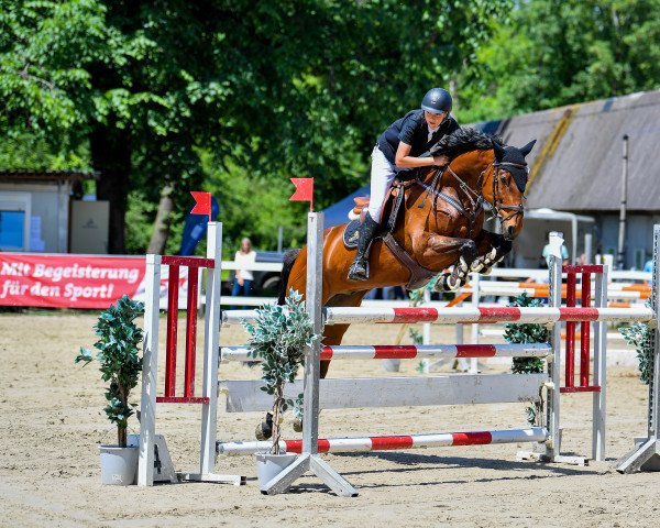 jumper Anton 748 (Holsteiner, 2011, from Aragorn W)