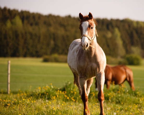 Zuchtstute Boons Ruby Wildcat (Quarter Horse, 2021, von Redwhiteandblue Boon)
