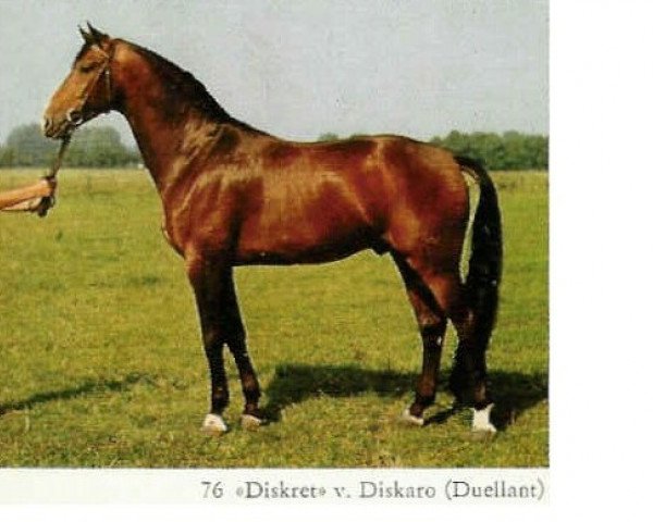 Deckhengst Diskret 3448 (Mecklenburger, 1982, von Diskaro)