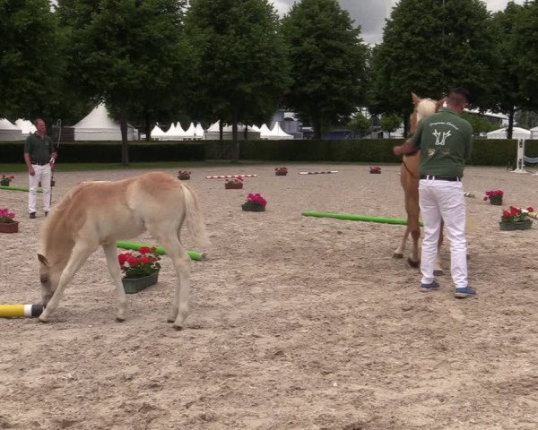 Euregio-Pferdeschau Aachen 2022