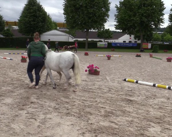 Euregio-Pferdeschau Aachen 2022