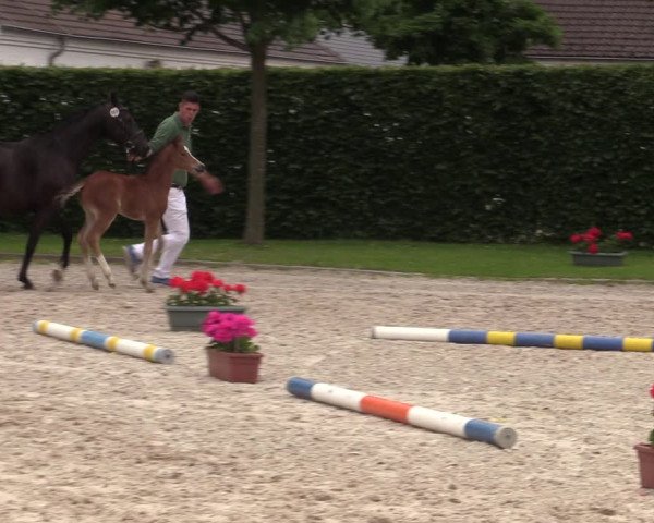 Euregio-Pferdeschau Aachen 2022