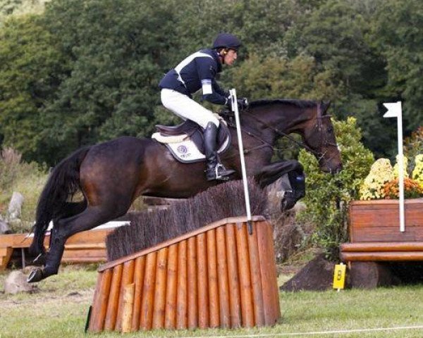 horse Edino 15 (Holsteiner, 2001, from Esteban xx)