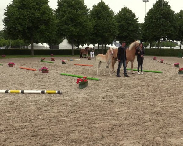 Euregio-Pferdeschau Aachen 2022