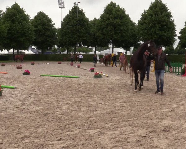Euregio-Pferdeschau Aachen 2022
