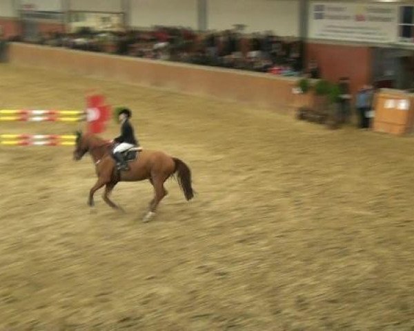 jumper Waxenstein (Hanoverian, 2000, from Wolkenstein II) jumper Waxenstein (Hanoverian, 2000, from Wolkenstein II)