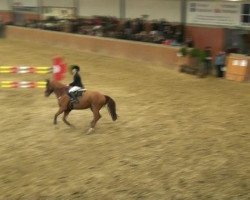 jumper Waxenstein (Hanoverian, 2000, from Wolkenstein II)