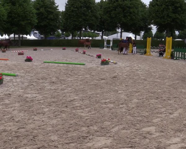 Euregio-Pferdeschau Aachen 2022
