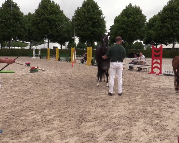 Euregio-Pferdeschau Aachen 2022
