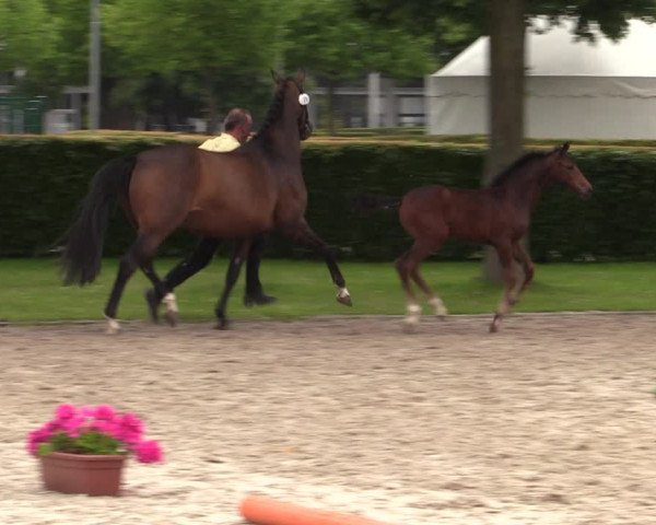 Euregio-Pferdeschau Aachen 2022