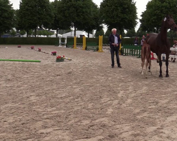 Euregio-Pferdeschau Aachen 2022