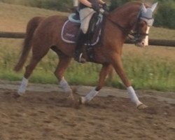broodmare Walina (German Riding Pony, 1993, from Aron)