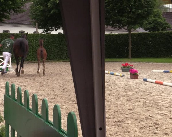 Euregio-Pferdeschau Aachen 2022