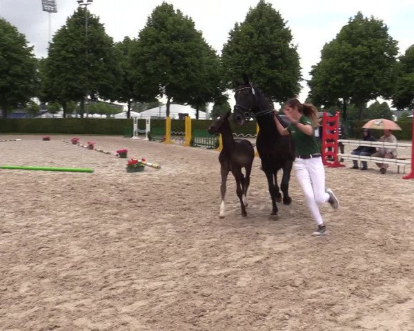 Euregio-Pferdeschau Aachen 2022