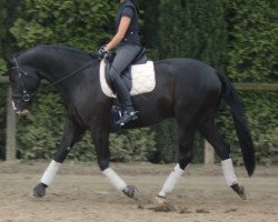 dressage horse Encanto Nemo (Westphalian, 2008, from Ehrenpreis)