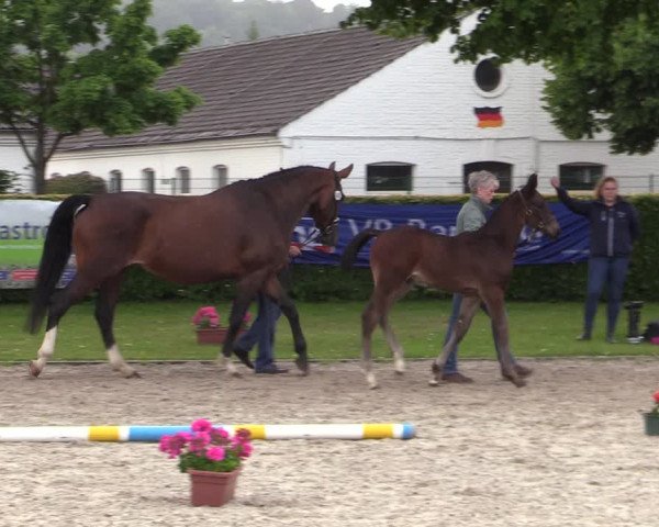 Euregio-Pferdeschau Aachen 2022