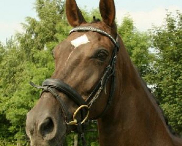broodmare Wally (Hanoverian, 1995, from Wanderbursch II)