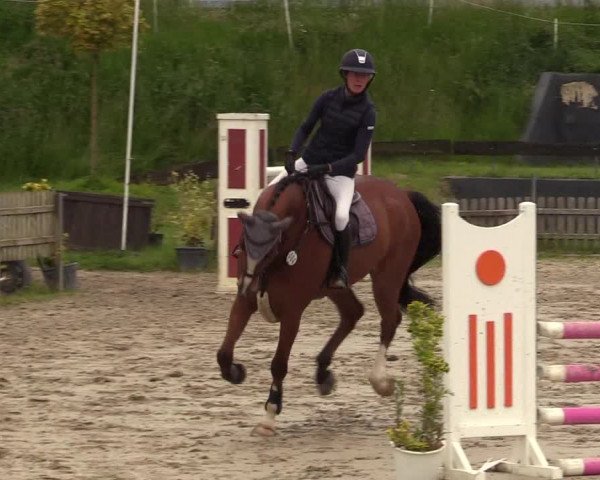Reitturnier Schülp / Rendsburg 2022