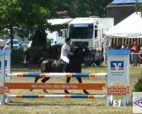 Springpferd Energy 15 (Hannoveraner, 2003, von El Bundy)