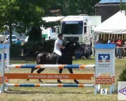 jumper Energy 15 (Hanoverian, 2003, from El Bundy)