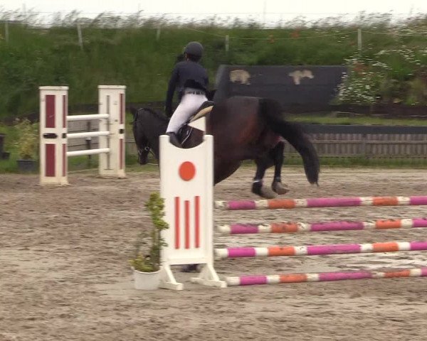 Reitturnier Schülp / Rendsburg 2022