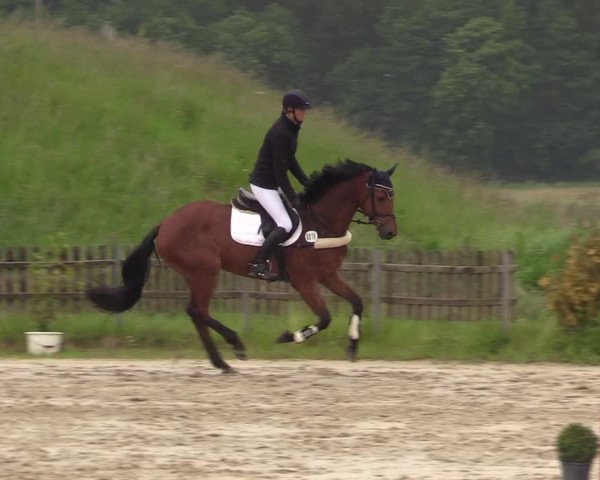 Reitturnier Schülp / Rendsburg 2022