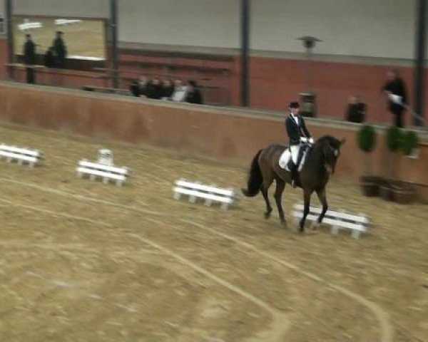 dressage horse Faustus S (Rhinelander, 2003, from Future)