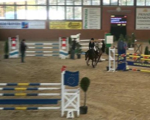 jumper Catwalk (Latvian Warmblood, 2004, from Bartlgut's Limotas)