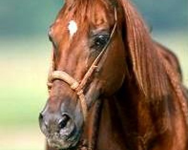stallion Be Aech Enterprise (Quarter Horse, 1975, from Squaw Leo) stallion Be Aech Enterprise (Quarter Horse, 1975, from Squaw Leo)