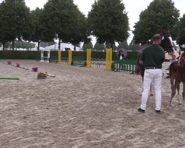 Euregio-Pferdeschau Aachen 2022