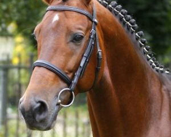 stallion Friedensritter (Westphalian, 2002, from Fürst Piccolo)