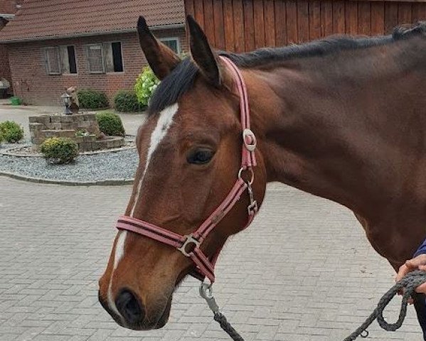 horse Gracie Fee (Hanoverian, 2018, from Glasgow van het Merelsnest)