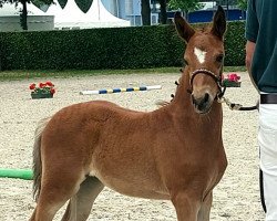 horse Damania (German Riding Pony, 2022, from Damaszener K WE)